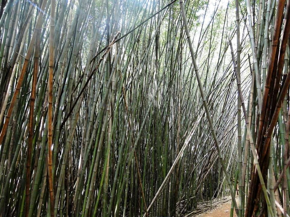 trilha de bambuzais no jardim botânico de londrina