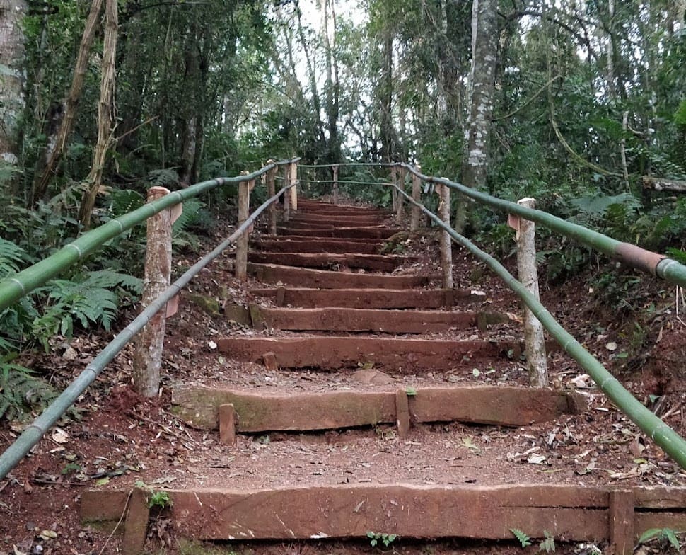 trilha na mata com escadaria de pedra no jardim botânico de londrina