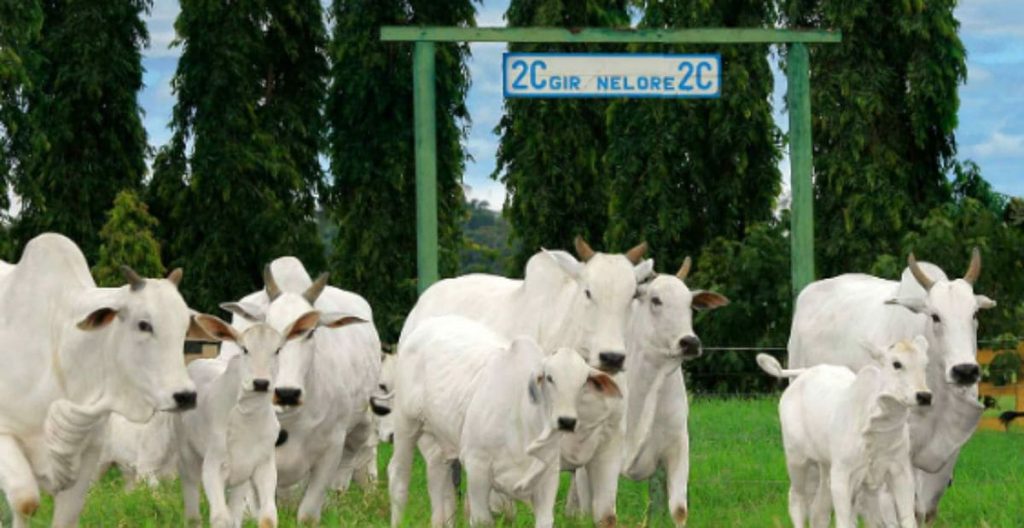 Gado branco Gyr-Nelore da Fazenda Cachoeira 2C, em Sertanópolis, Paraná.