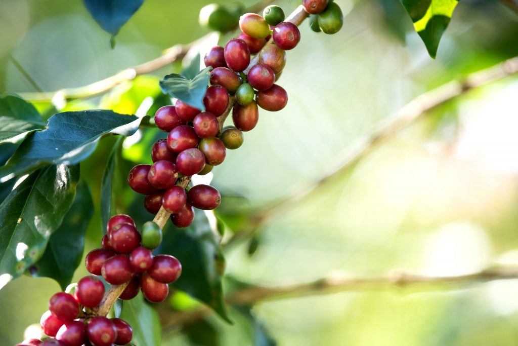 Foto ilustrativa de um pé de café