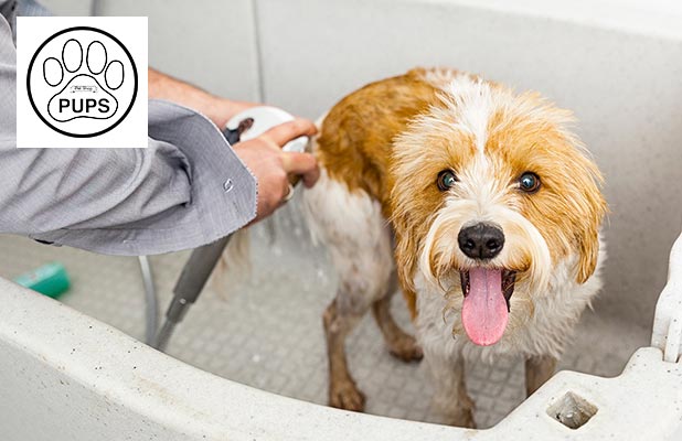 Pet Shop Perto de Mim Banho e Tosa Agendar Vila Brasil - Banho e